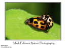 14-spot ladybird Proplea 14-punctata